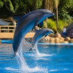 Dolphin show : jeu de dauphin amusant pour les enfants