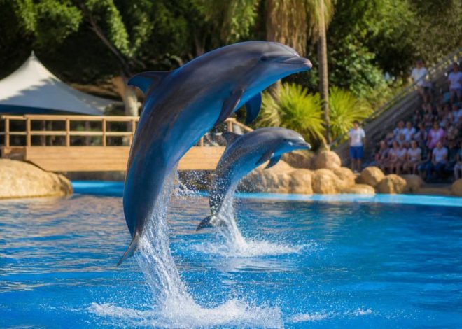 Dolphin show : jeu de dauphin amusant pour les enfants