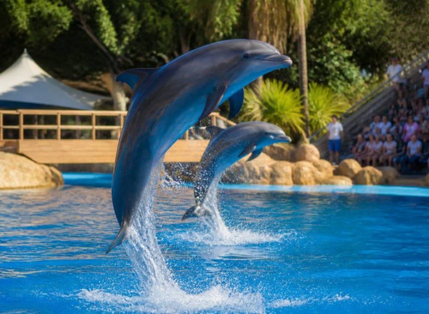 Dolphin show : jeu de dauphin amusant pour les enfants